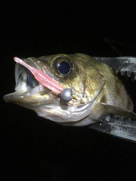 順調に釣れております(^^)