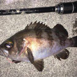 フロートリグでメバリング