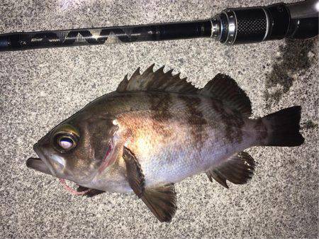 フロートリグでメバリング