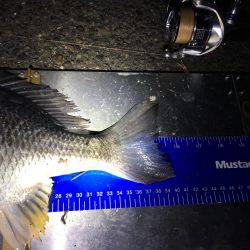 サクッとチニング