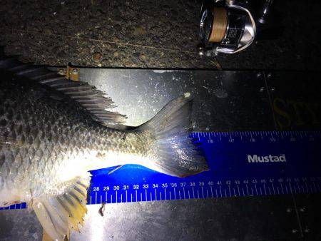 サクッとチニング