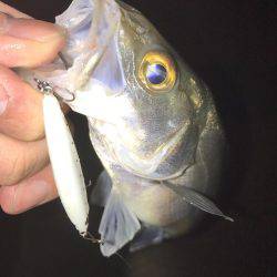 大潮メバリング