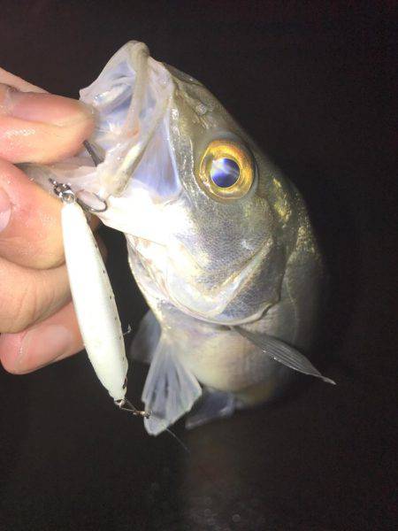 大潮メバリング