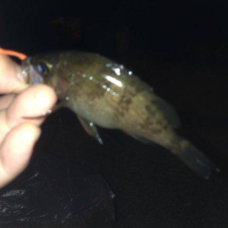 垂水漁港でメバリング!!