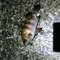 プラッキングメバル