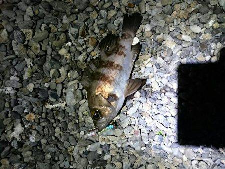 プラッキングメバル