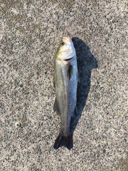 南港 デイシーバス