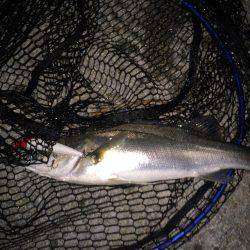 四日市運河 爆釣