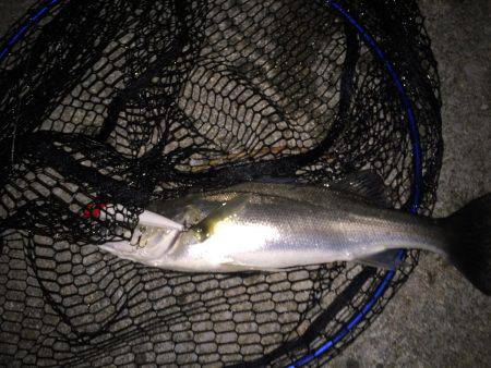 四日市運河 爆釣