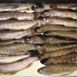 荘川でのルアートラウト