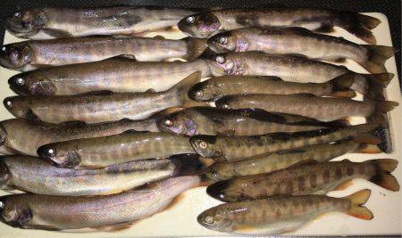 荘川でのルアートラウト