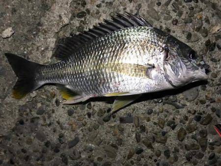 潮の流れが川のよう
