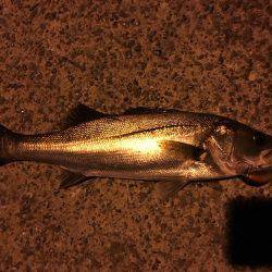 南港 ナイトシーバス