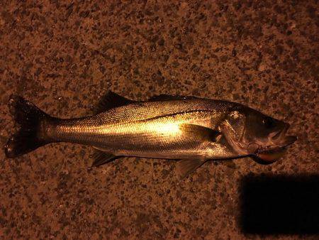 南港 ナイトシーバス