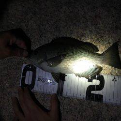 メバリングとエサ釣り