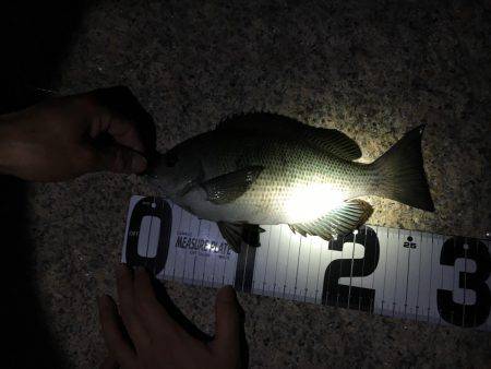 メバリングとエサ釣り