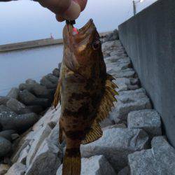 タケノコメバル