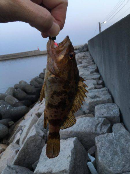 タケノコメバル