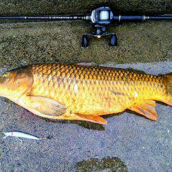 ２匹目のドジョウ狙いに