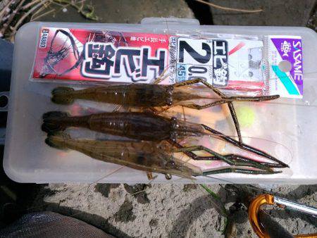テナガエビ調査釣行in多摩川2