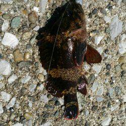 リベンジ達成メバル20cm！