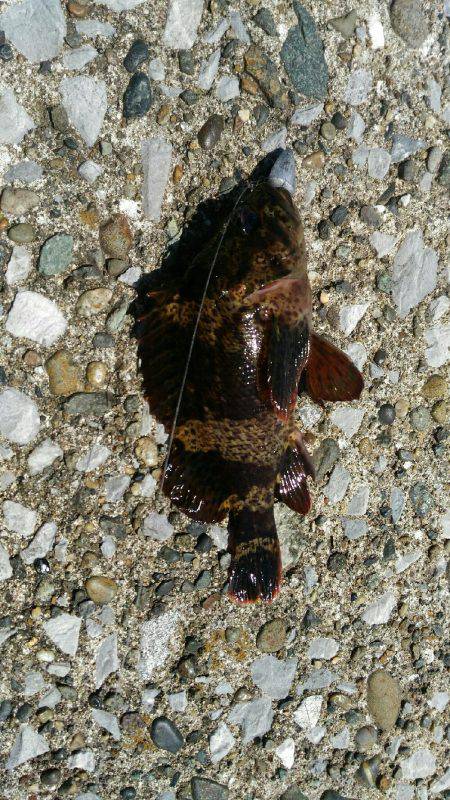 リベンジ達成メバル20cm！