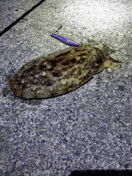 コウイカ連発！太刀魚も好調