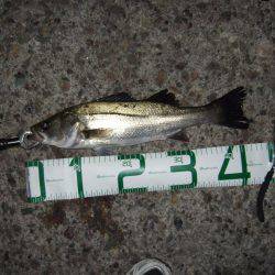 バチ抜け本格的に開幕！