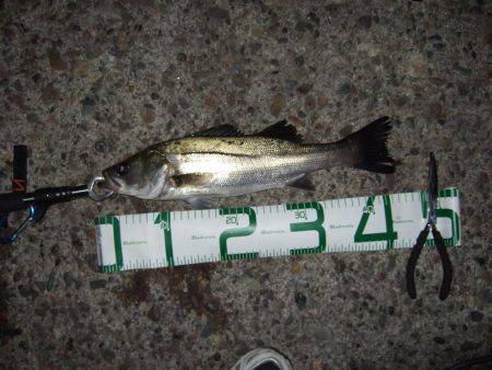 バチ抜け本格的に開幕！