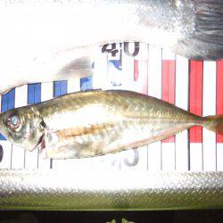 まだ、釣れるかな？