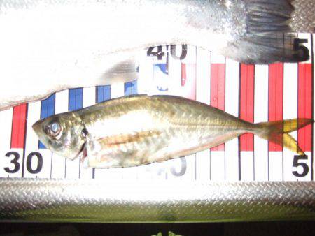 まだ、釣れるかな？