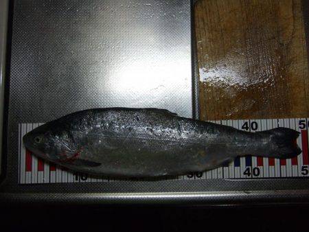 居残り、２日目。