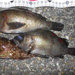 夕方～エビ撒き釣りでガシラ、メバル