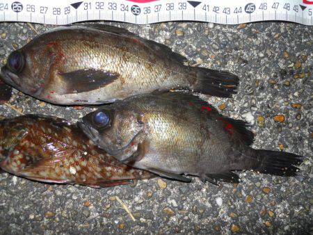 夕方～エビ撒き釣りでガシラ、メバル
