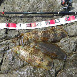 強風の中、磯のヤエン釣りでアオリイカ