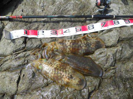 強風の中、磯のヤエン釣りでアオリイカ