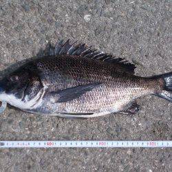 落とし込みで４０ｃｍチヌ以下計３枚