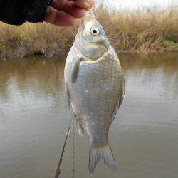 紀ノ川田井ノ瀬でヘラブナ釣り