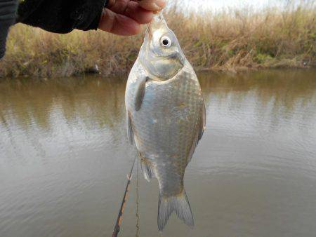 紀ノ川田井ノ瀬でヘラブナ釣り