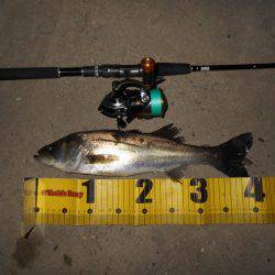 バチとイワシの複合パターン？