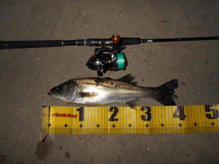 バチとイワシの複合パターン？