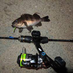 横の釣りになってきました