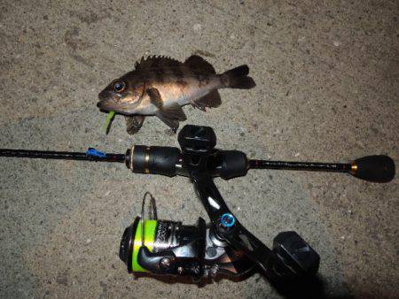 横の釣りになってきました