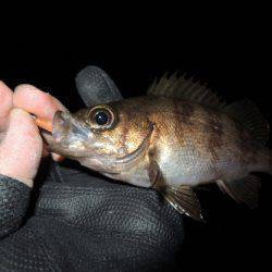 やっと２０Ｕｐ