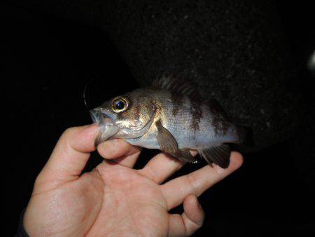 サイズは伸びない