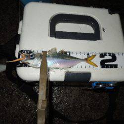 アジ釣れだしました