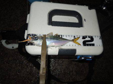 アジ釣れだしました