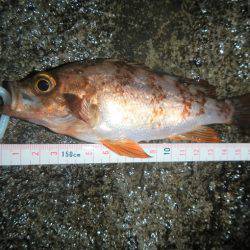 本日もメバリング