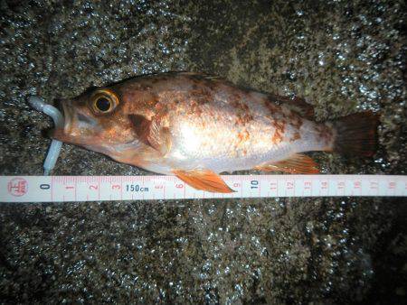 本日もメバリング