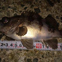 メバルプラッキング